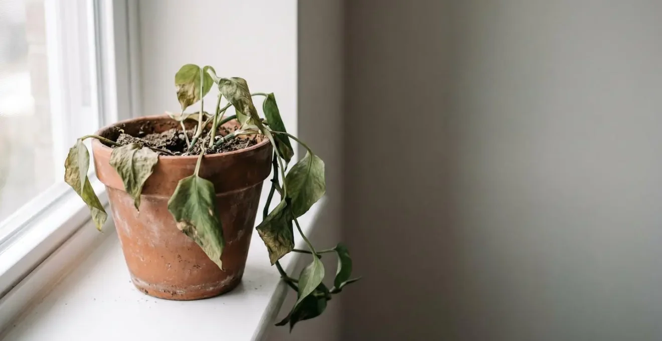 A wilted houseplant in terracotta pot with depleted dry soil, representing parental exhaustion and burnout through botanical metaphor