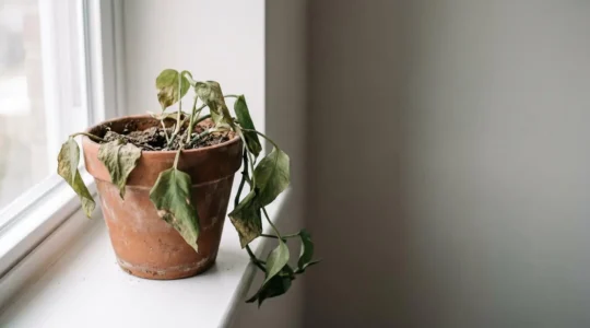 A wilted houseplant in terracotta pot with depleted dry soil, representing parental exhaustion and burnout through botanical metaphor
